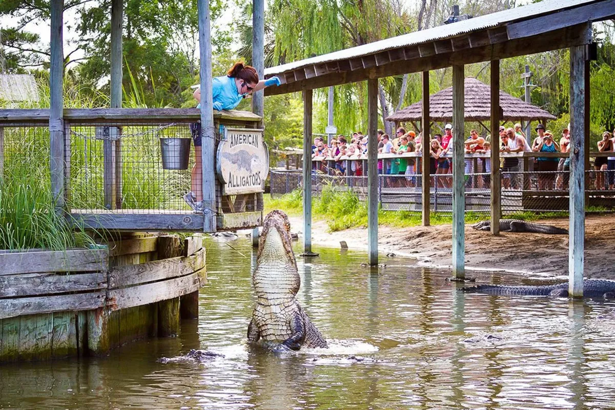 An energetic outdoor scene featuring an alligator feeding demonstration, with a handler engaging a curious crowd. The lush outdoor setting and sense of adventure capture the possibility of unique, memorable experiences outside the resort.
